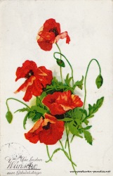 Geburtstagsgrüße,Postkarte Blumen rot Mohn 1932