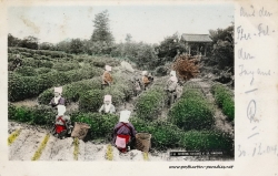 Japan Teepflücker 1904